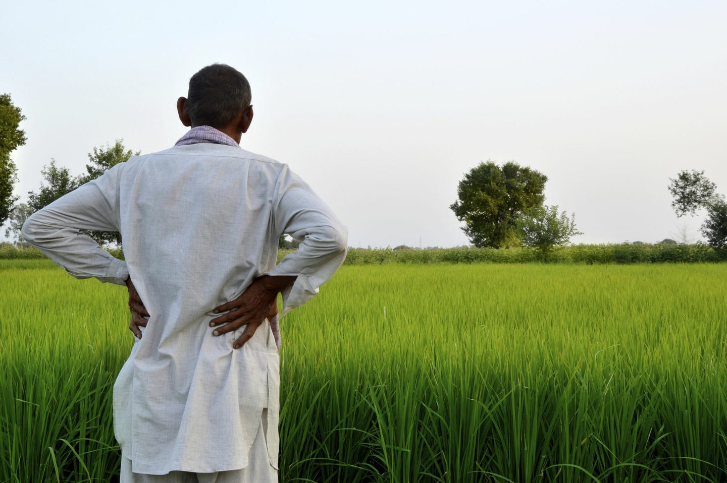 A man in a white shirt looking out over a lush green rice paddy field